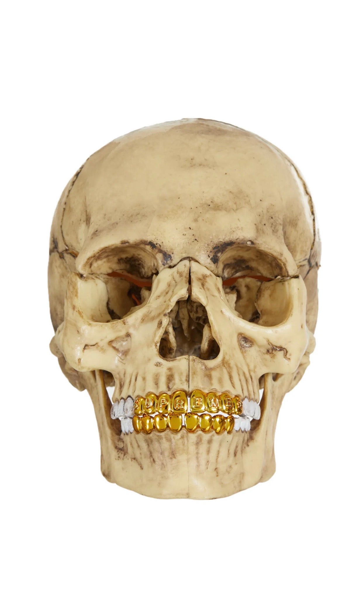 Supreme 4D Model Human Skull