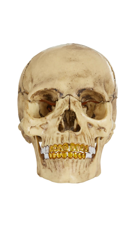 Supreme 4D Model Human Skull