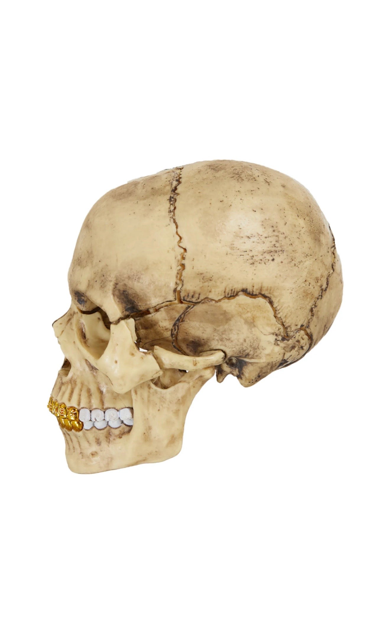 Supreme 4D Model Human Skull – WRLDWIDEFITS