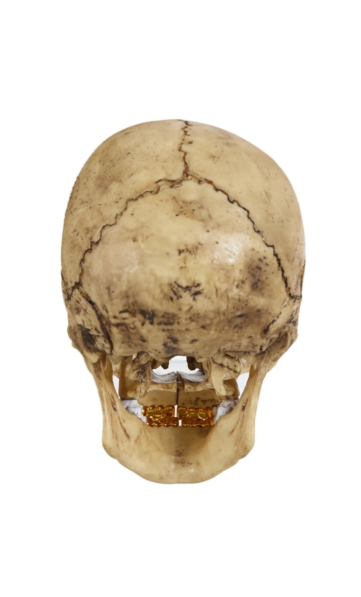 Supreme 4D Model Human Skull – WRLDWIDEFITS